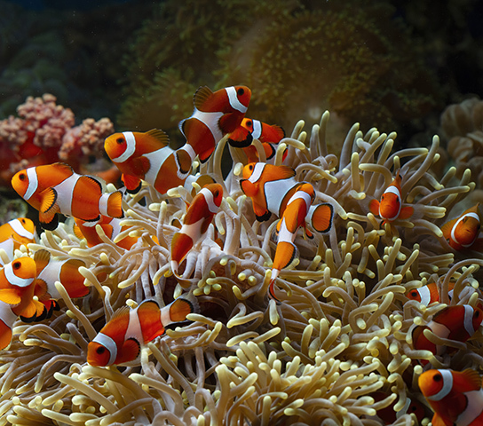 Red Sea Diving Trip: Discover the Beauty of the Depths