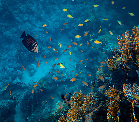 Adventure of Dolphin House