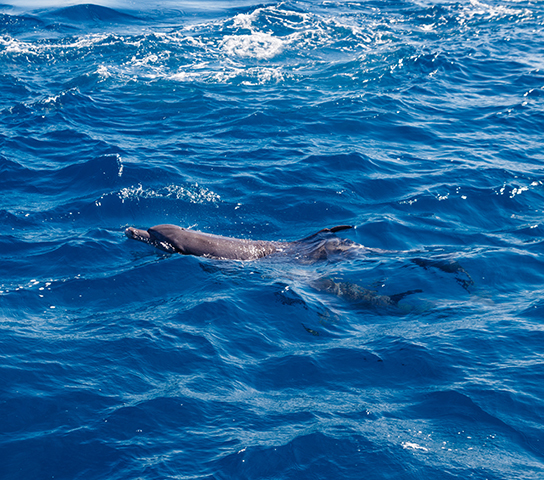 Adventure of Dolphin House