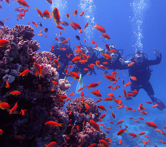 Red Sea Diving Trip: Discover the Beauty of the Depths