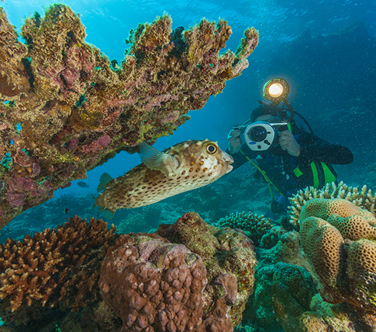 Red Sea Diving Trip: Discover the Beauty of the Depths